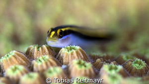 Yellownose goby, Red Beryl, Bonaire by Tobias Reitmayr 